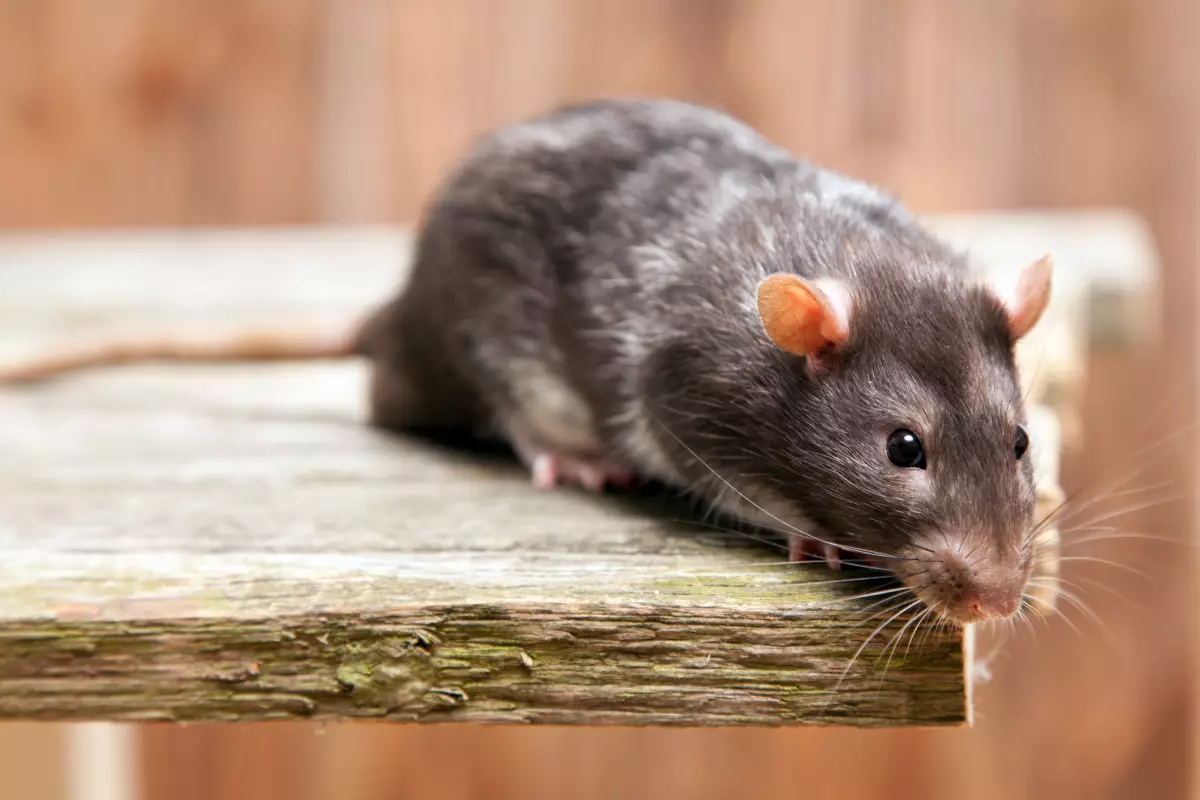 Lutte contre les rats et les souris Feignies